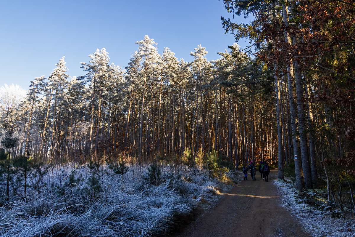 фото моего мужа: прогулка по лесу. У нас только иней местами, снега нет совсем