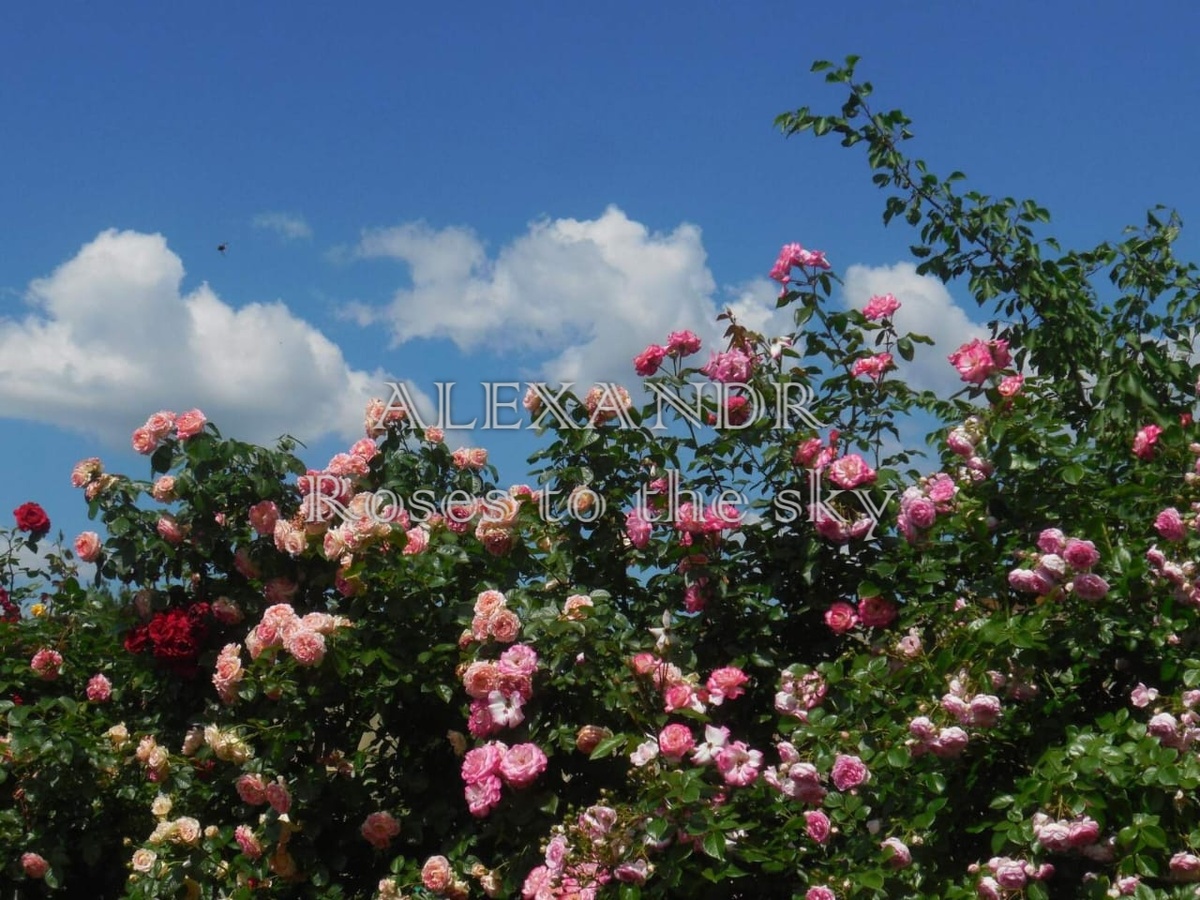 На фото плетистые розы Александра: Сезар, Хендель, Жасмина. 