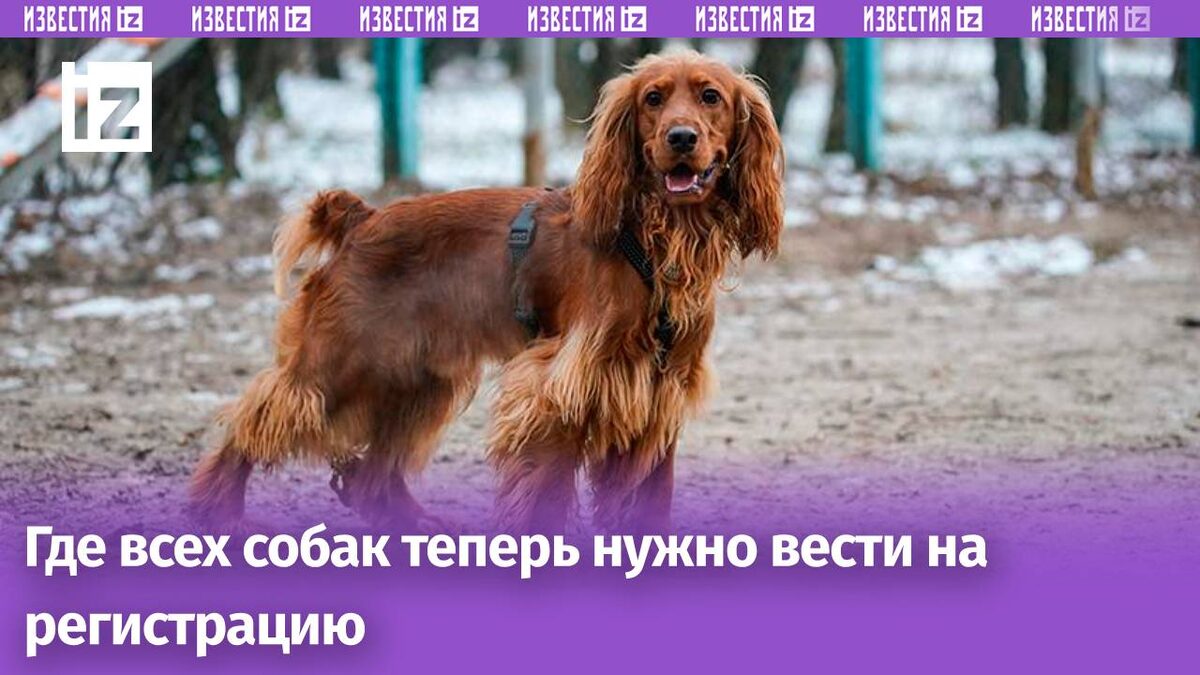 Фото: ИЗВЕСТИЯ/Сергей Лантюхов