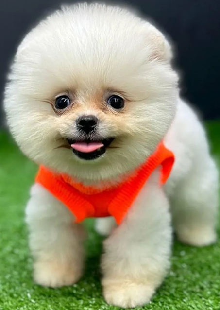 Источник: https://www.instagram.com/antalya07petshop/