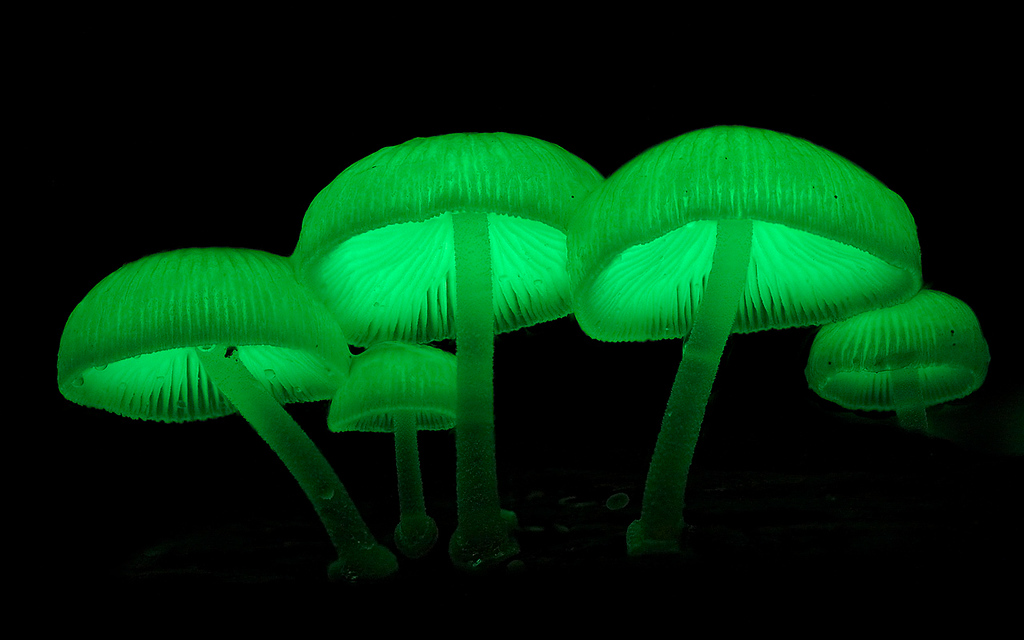 Mycena chlorophos. Фото из открытых источников