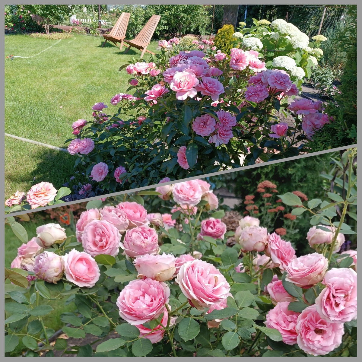 Розовый садик, 2024г.