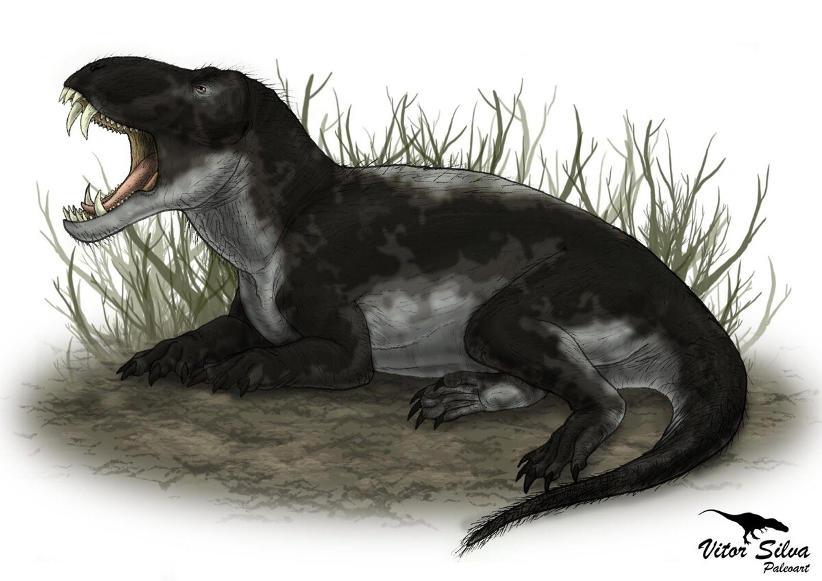 Пампафоней.