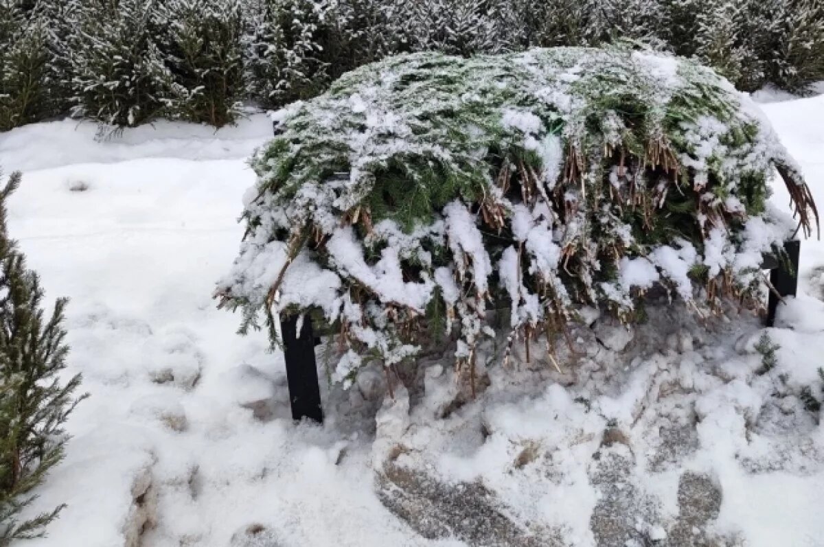    Жителей Перми возмутили брошенные на помойке деревья с ёлочных базаров