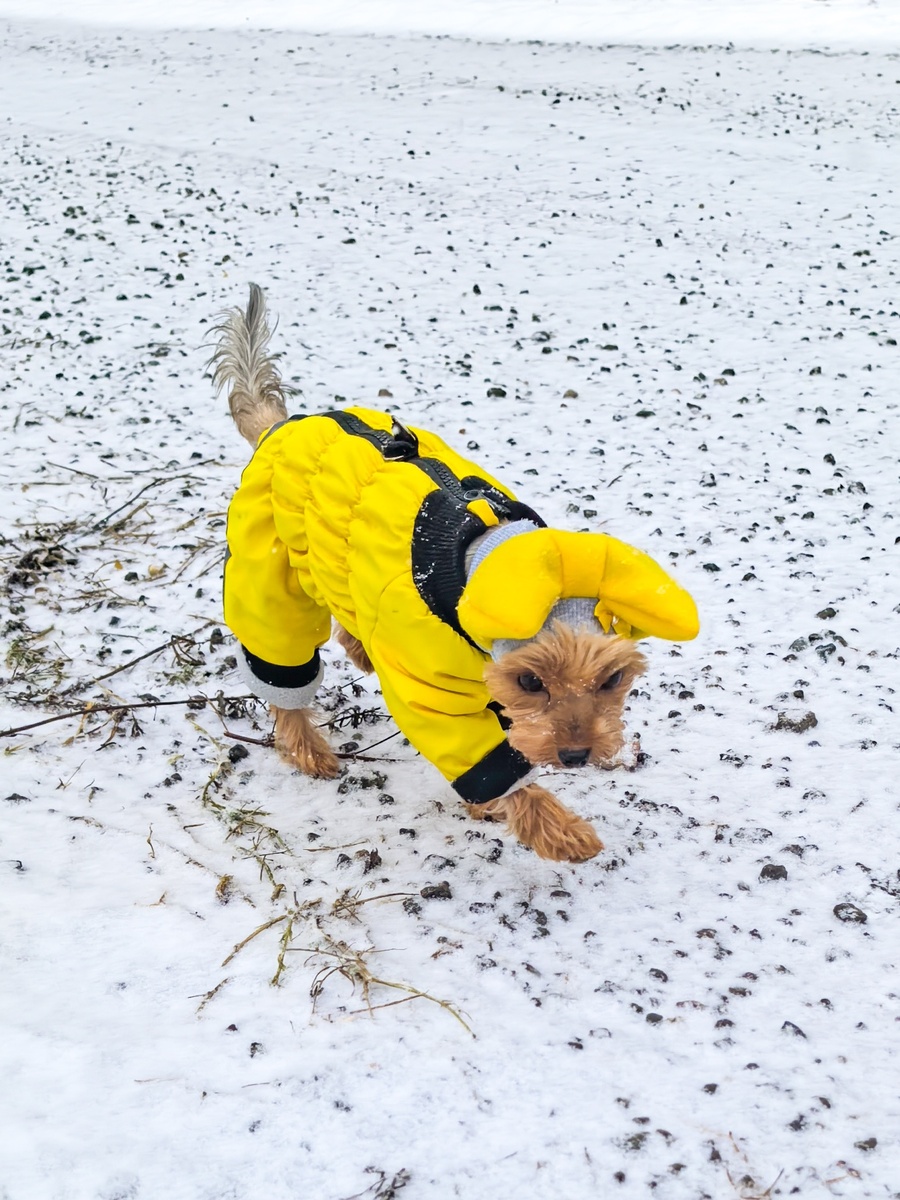 Мия на прогулке