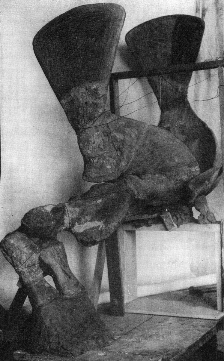 Плечевой пояс и передняя конечность тапиноцефала.