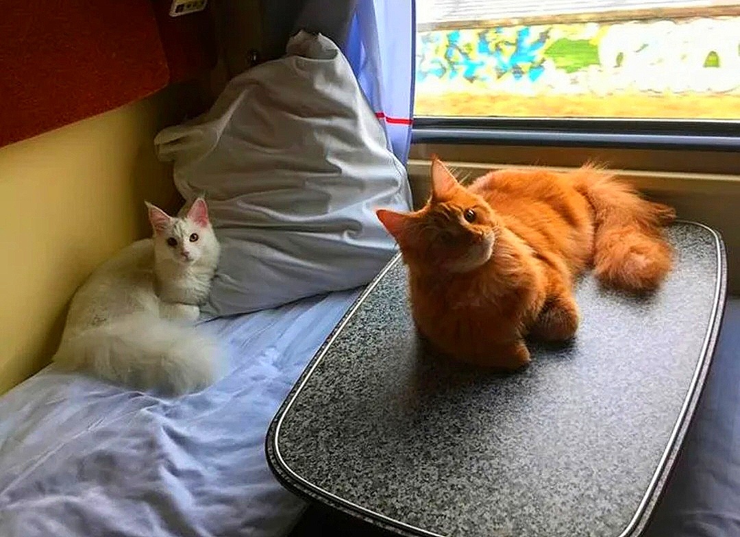 Знаете, я бы была предельно рада такому соседству. Лучше ехать  по соседству с кошками, чем с пьющим, к примеру пассажиром...