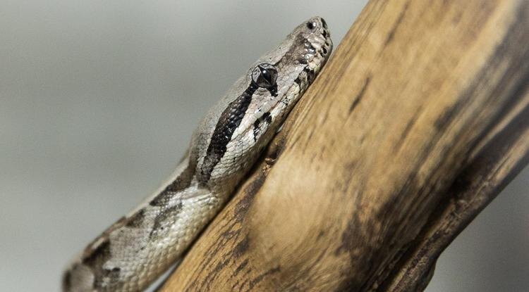 Фото: Алексей Дацковский