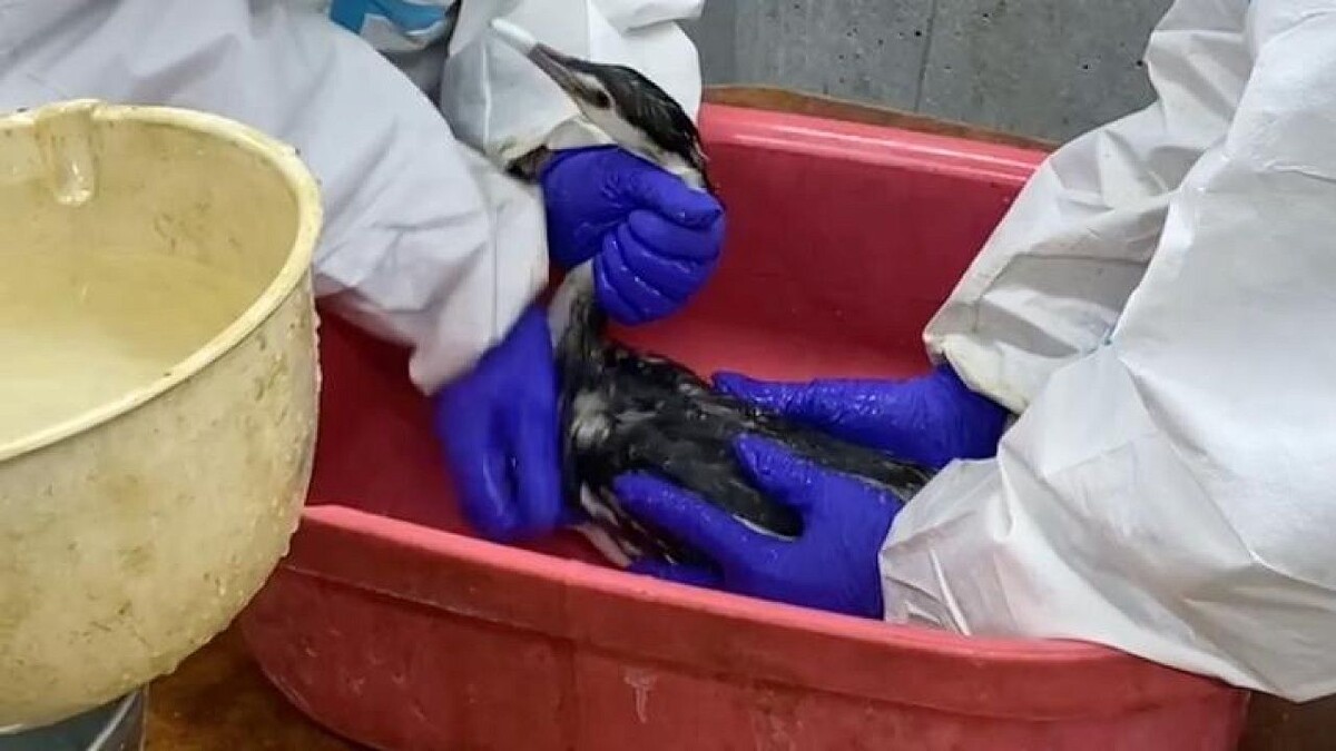    Фото: телеканал «Краснодар»