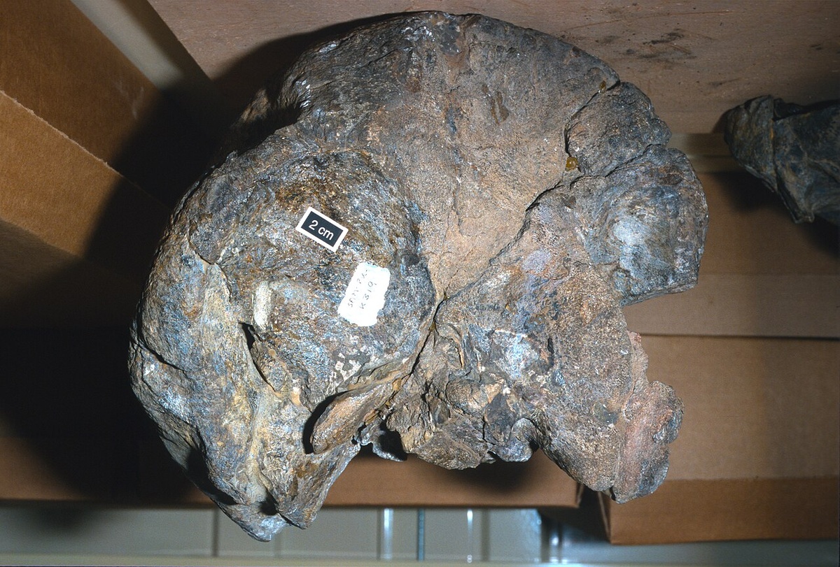 Вид голотипа сзади.