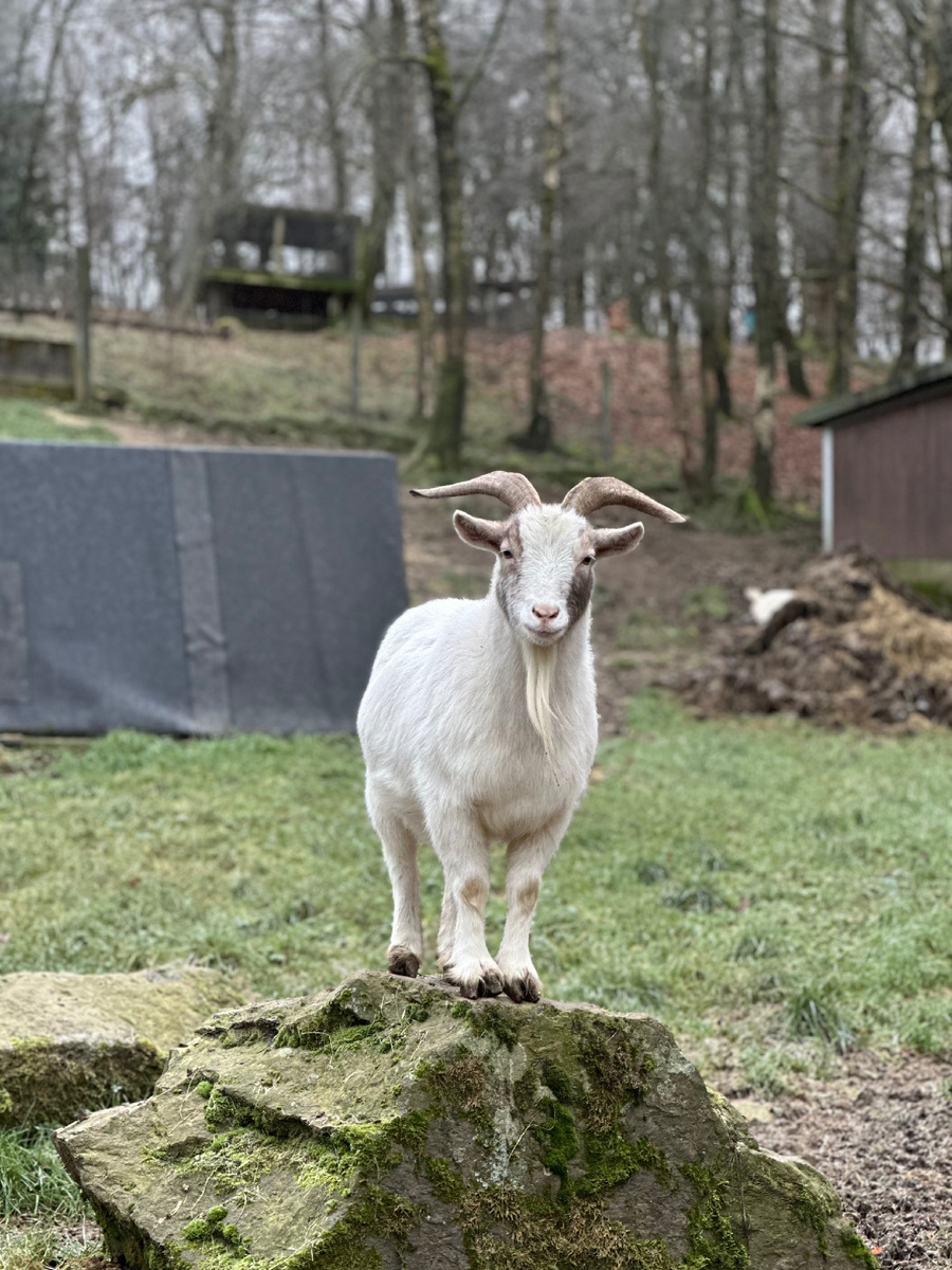 Козы (точнее, козлы😁) упитанные и прожорливые. 