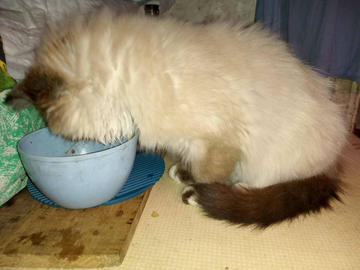 Котенок БарсЮчок ест свой утиный фарш с гречкой и морковкой. Теплый!