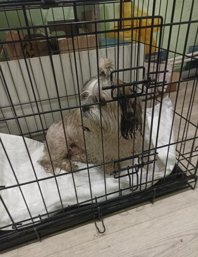 Потеряшка. Ждет. 