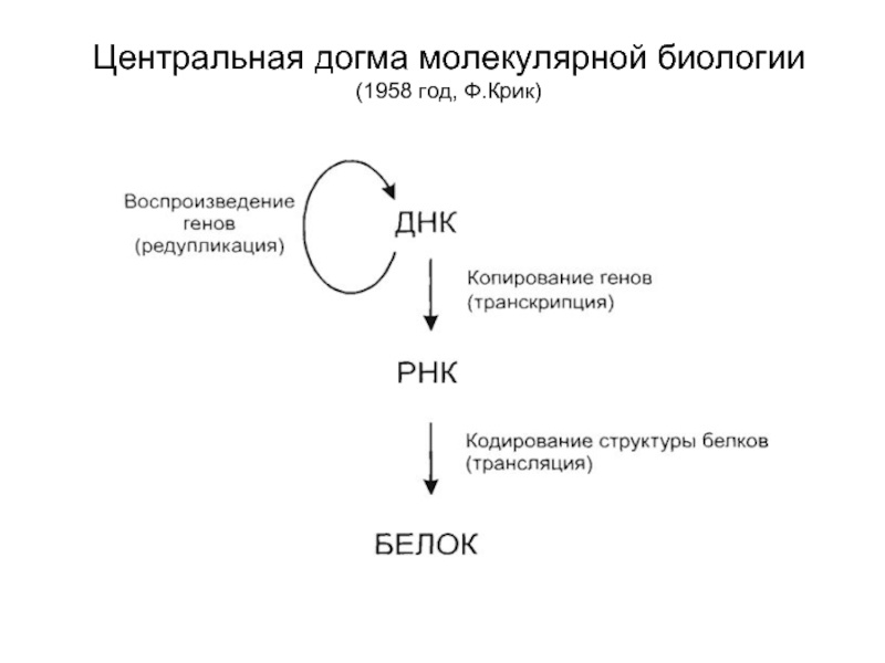 Центральная догма молекулярной биологии