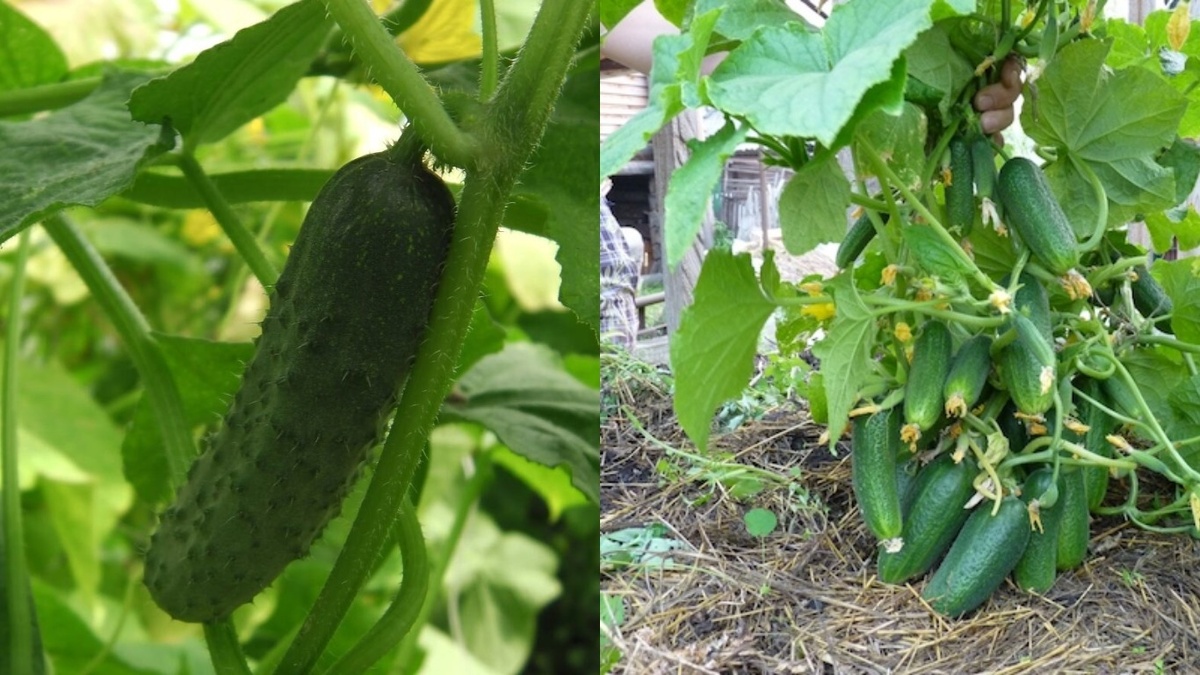  На крапиве огурцы растут крепкими и дают больше плодов