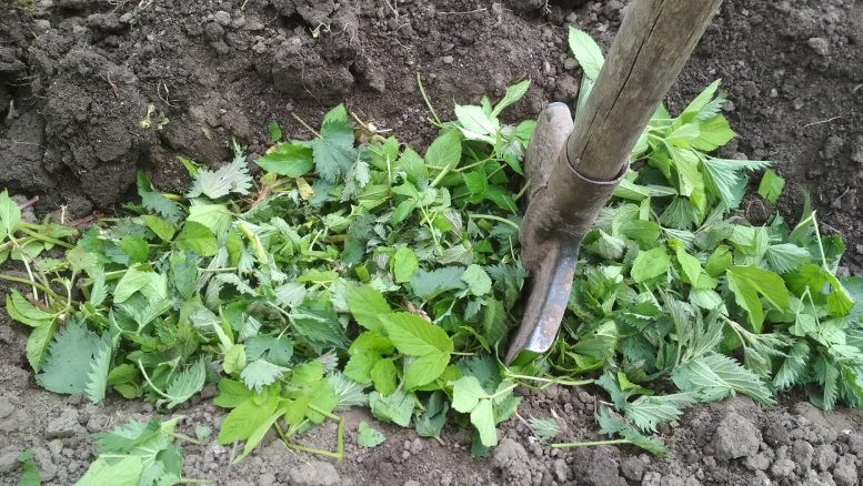 Свежая крапива и настой - главные составляющие хорошего урожая