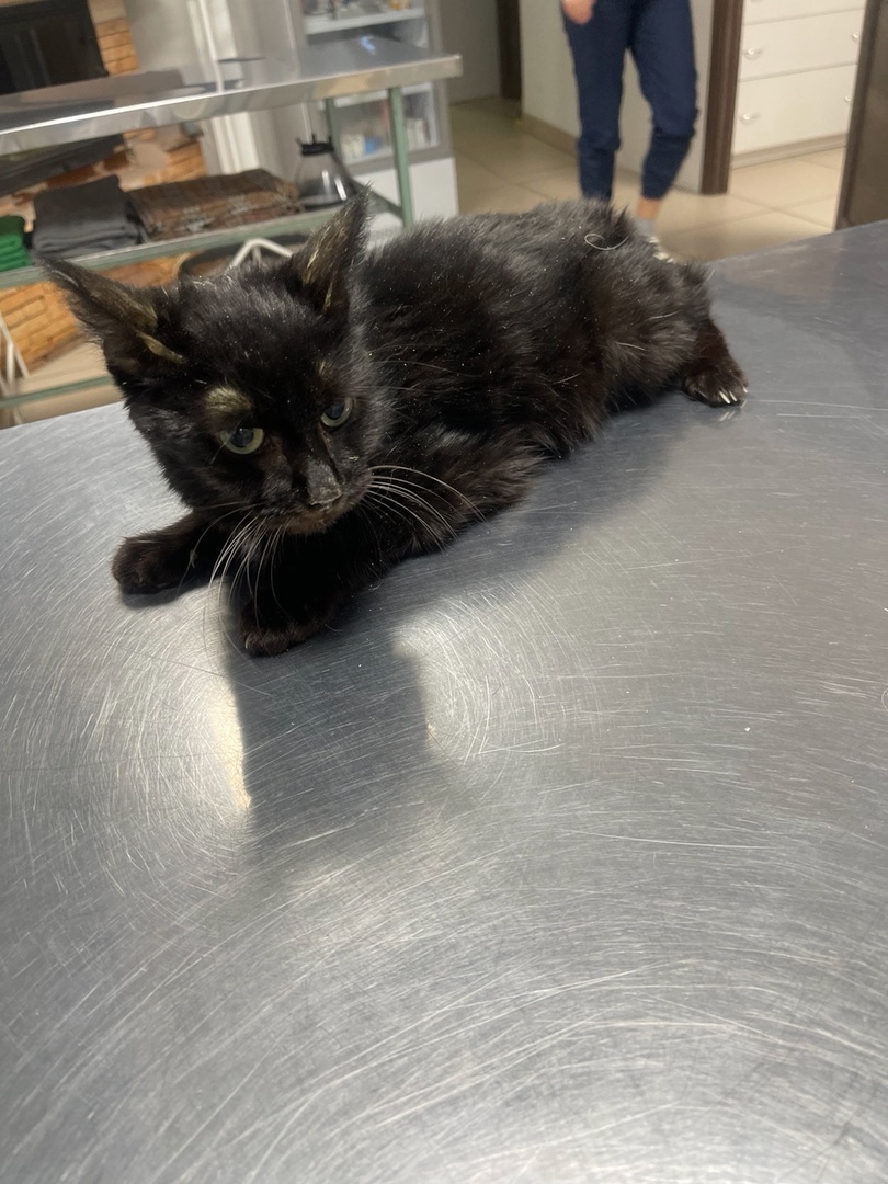 Дина на приеме в ветклинике