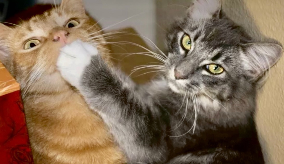 Только попробуй все расскажи! Получишь! ->->->