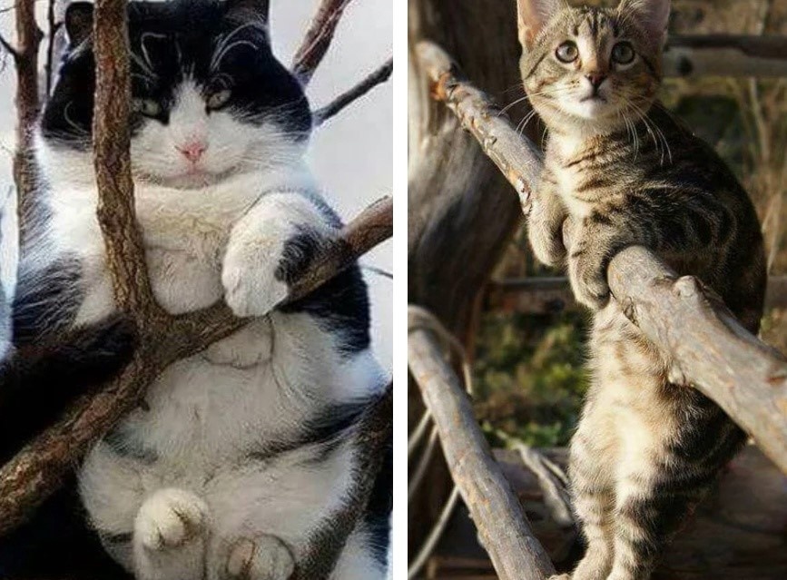 Хорошеечно устроились! Высоко сижу, далеко гляжу 