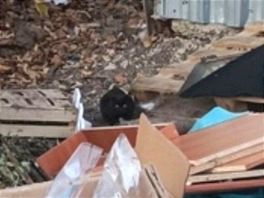 Свалки мусора - свидетели многих печальных историй выброшенных питомцев
