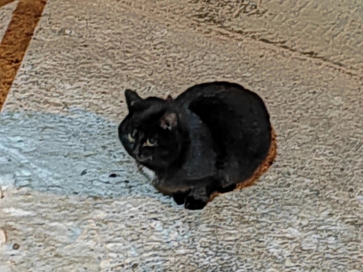 Котенок-подросток просил помощи, но людей боялся панически