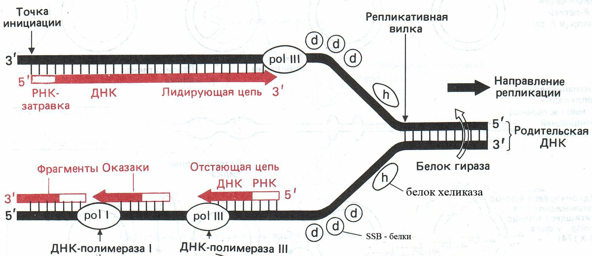 Механизм удвоения ДНК. Обратите внимание на направление синтеза обеих цепей (лидирующей и отстающей). ДНК-полимеразы, которые здесь указаны - это прокариотические ДНК-полимеразы. Гираза, которая здесь указана, это фермент топоизомераза