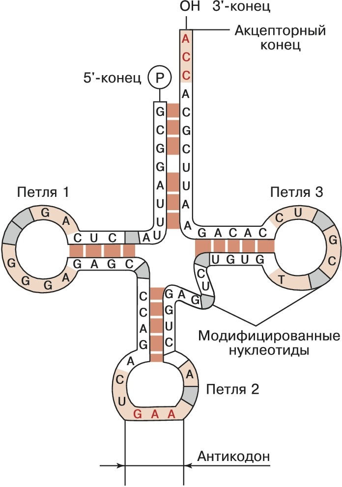 Строение транспортной РНК, которая имеет три петли (средняя - антикодоновая петля, содержащая антикодон - последовательность из трех нуклеотидов, комплементарная кодону иРНК. 3'-конец тРНК - акцепторный, к которому присоединяется аминокислота, которую будет переносить тРНК к месту синтеза белка (т.е. к рибосомам)
