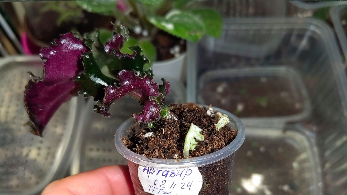 ПТ-Артабир. Жду с нетерпением. Фото автора