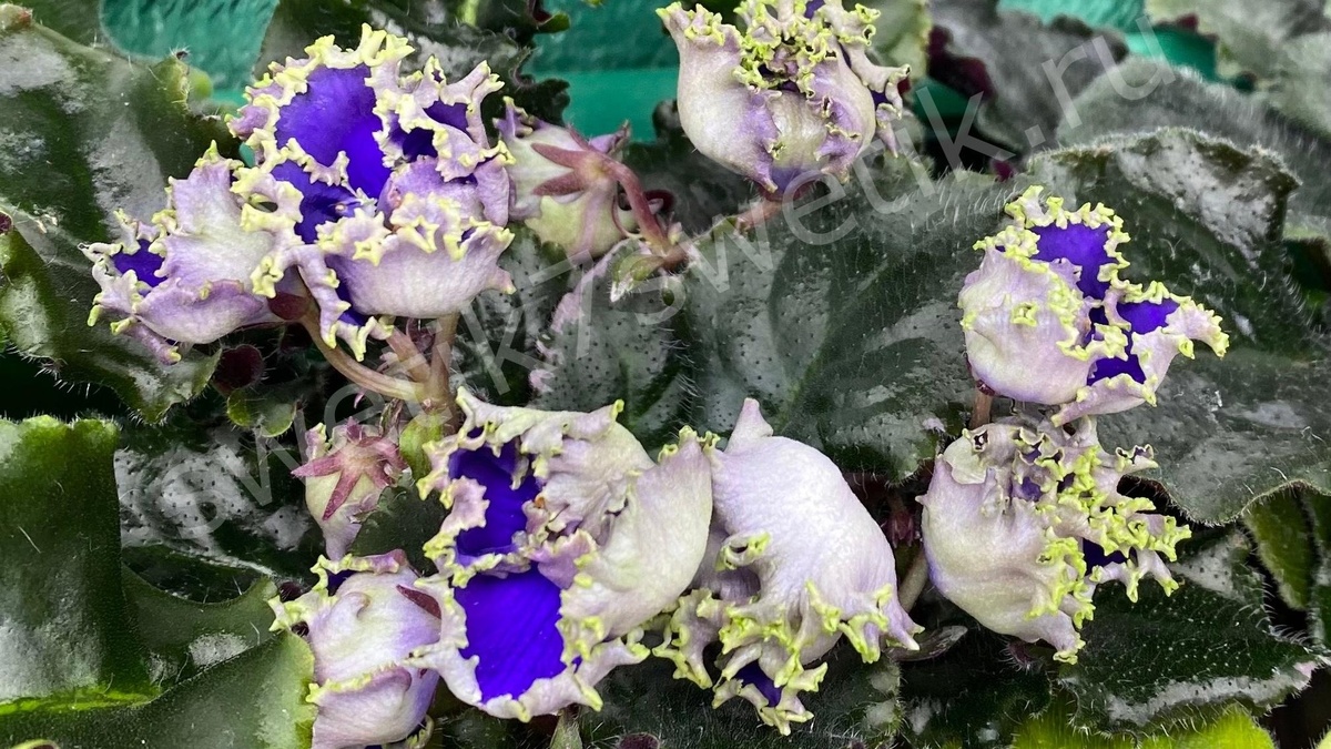 Сорт ПТ-Артабир, изображение с сайта Swerik7swerik.ru