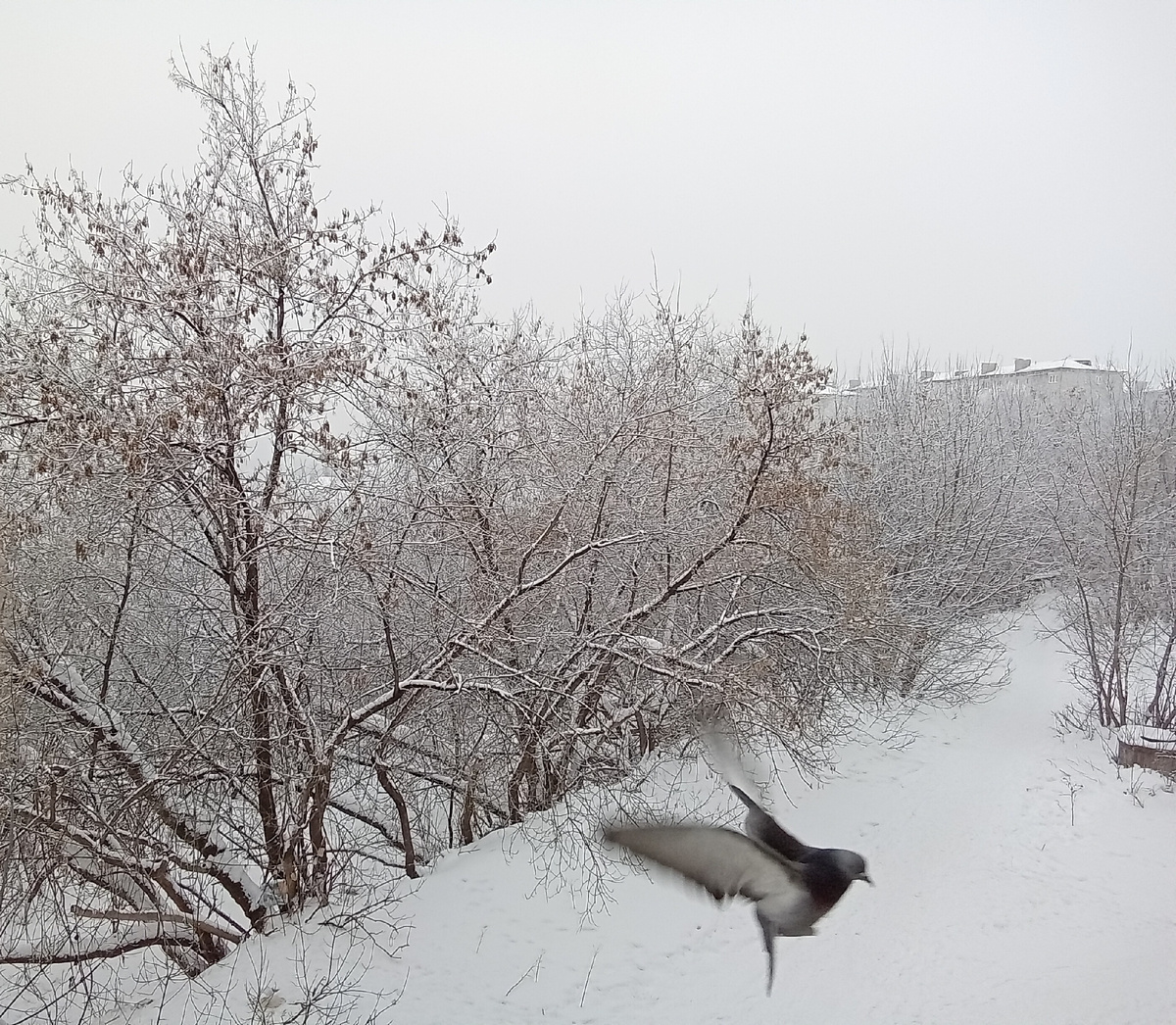 Летел голубь, летел сизый...