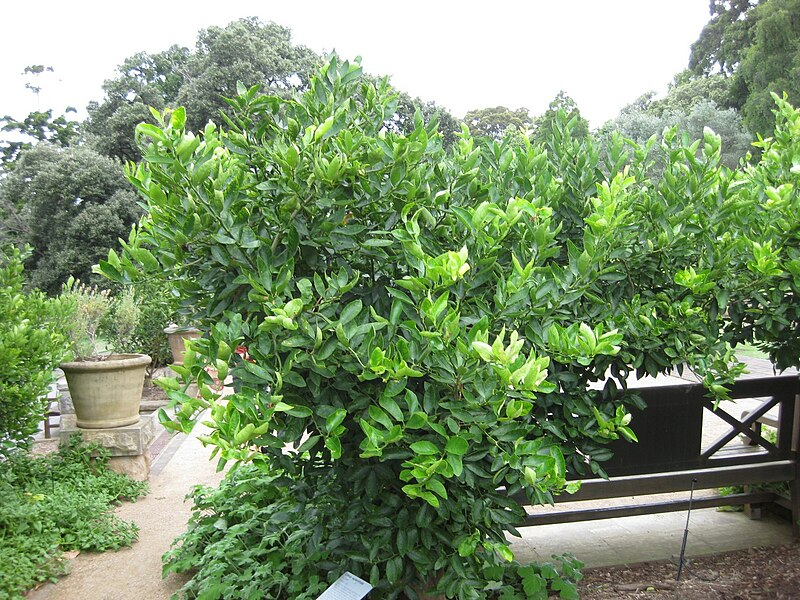 Лаймовое дерево