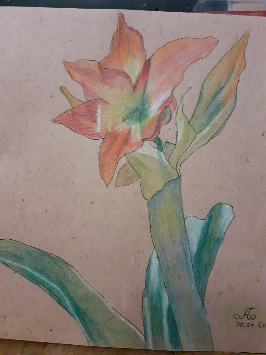 Набросок гипеаструма после изучения курса по наброскам. 