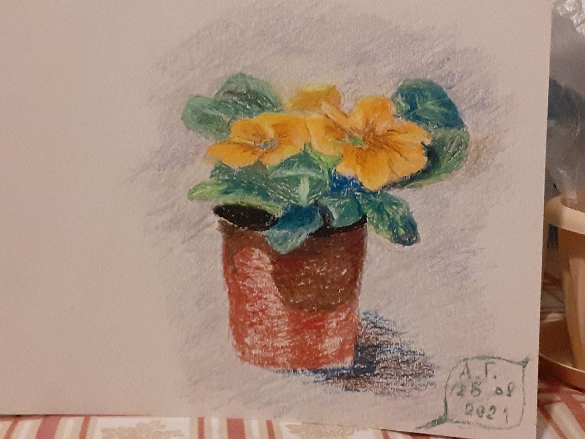 Примула масяляной пастелью на картоне