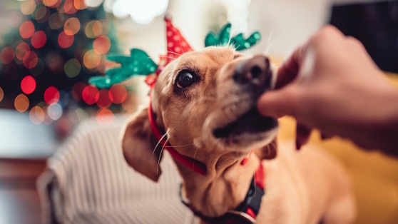    Кинолог объяснил, почему опасно кормить собак едой с праздничного стола Роман Захаров