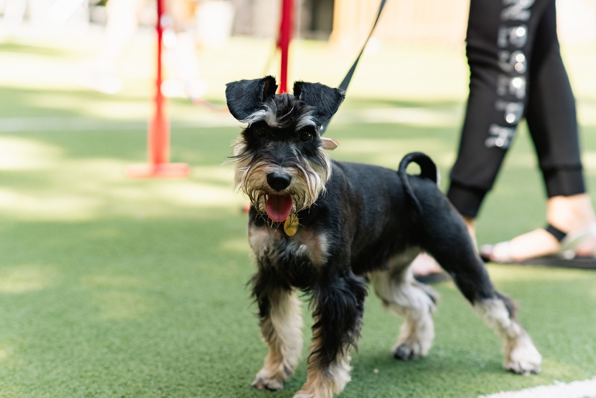 Джеська показывает таланты)