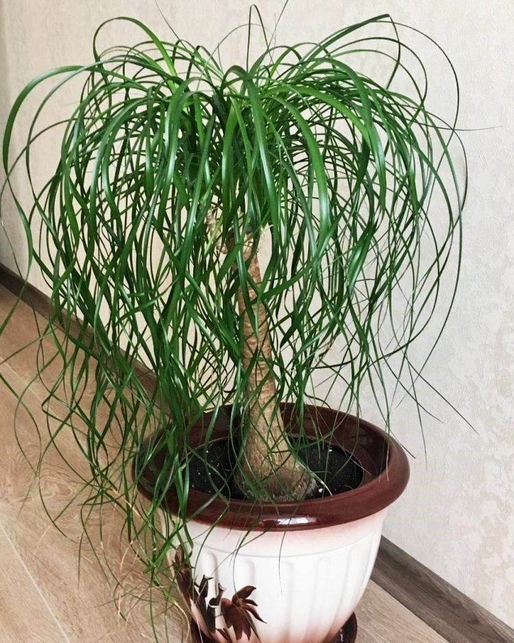 Яндекс. Картинки