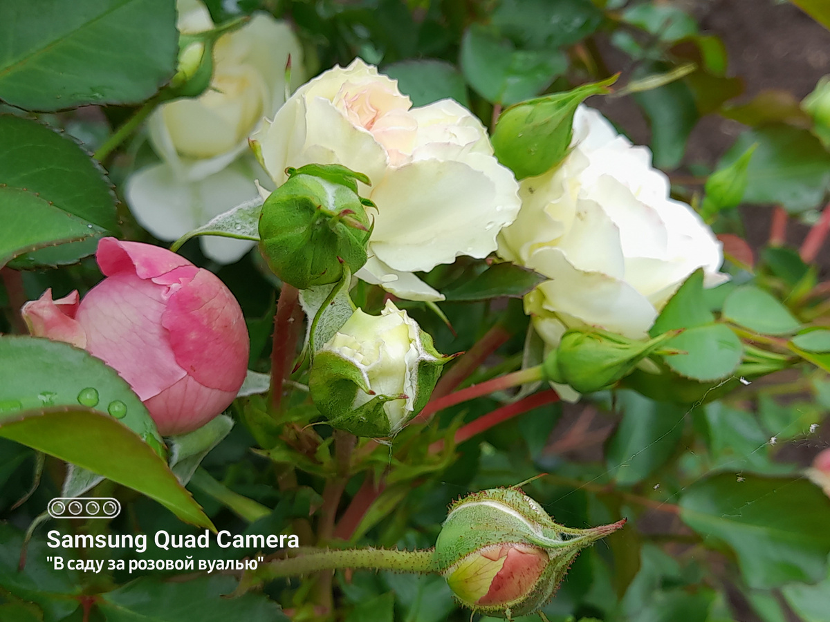 White Meidiland,Meilland Франция,1987,Шрабы и Alan Titchmarsh, Austin, 2005, английские роозы