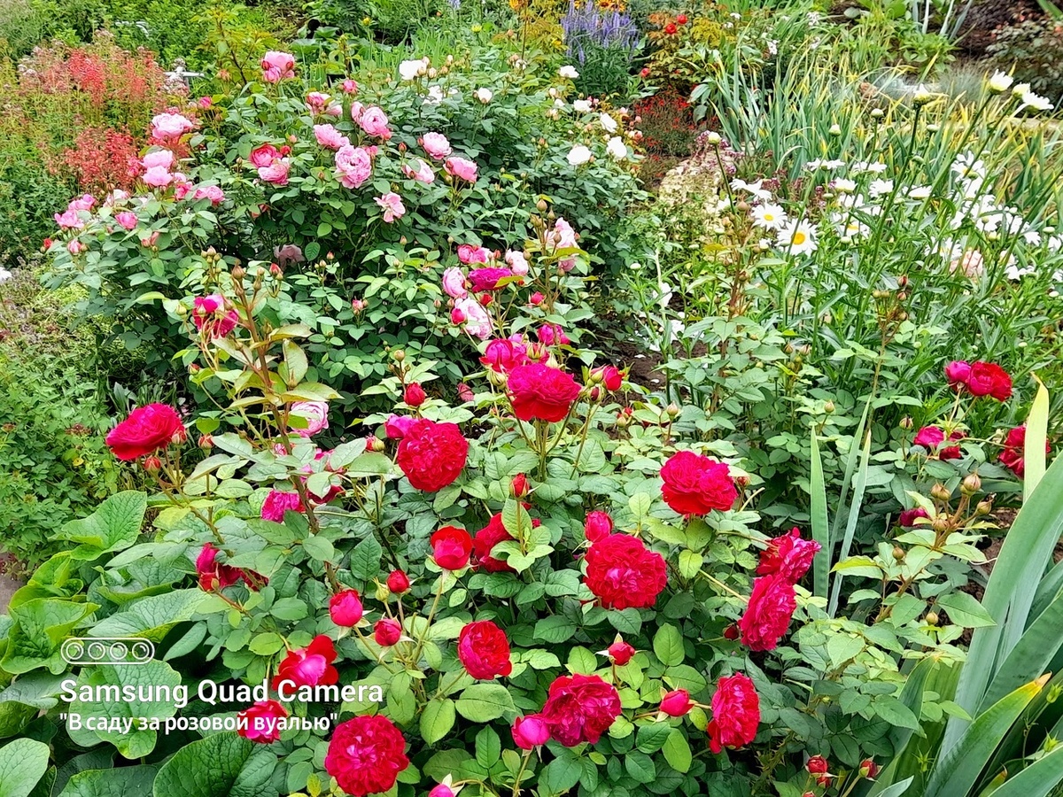 Часть розария с остинками: William Shakespeare 2000, Austin,1994г., Mary Rose, Austin, 1983г. и Winchester Cathedral,Austin,1988г. - английские розы Д. Остина 