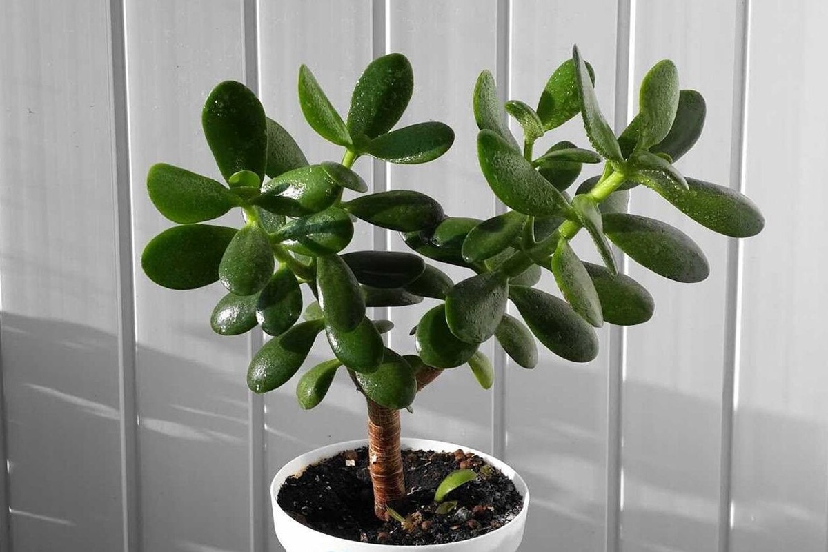     Принесут счастье: два комнатных растения для успеха в 2025 году