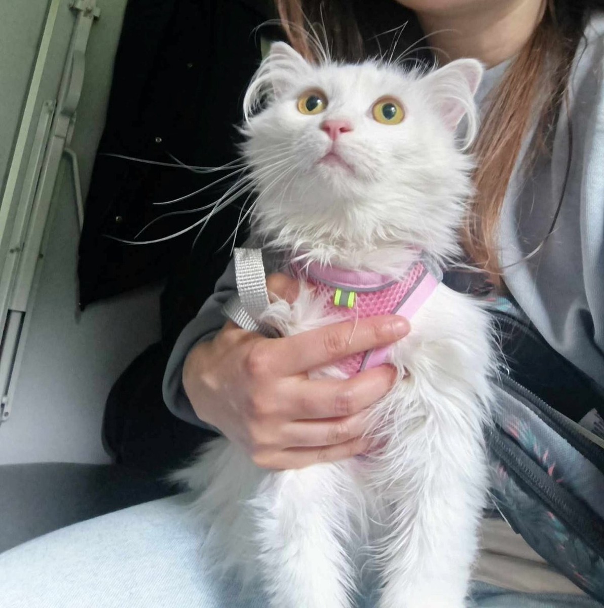 Это уже в купе