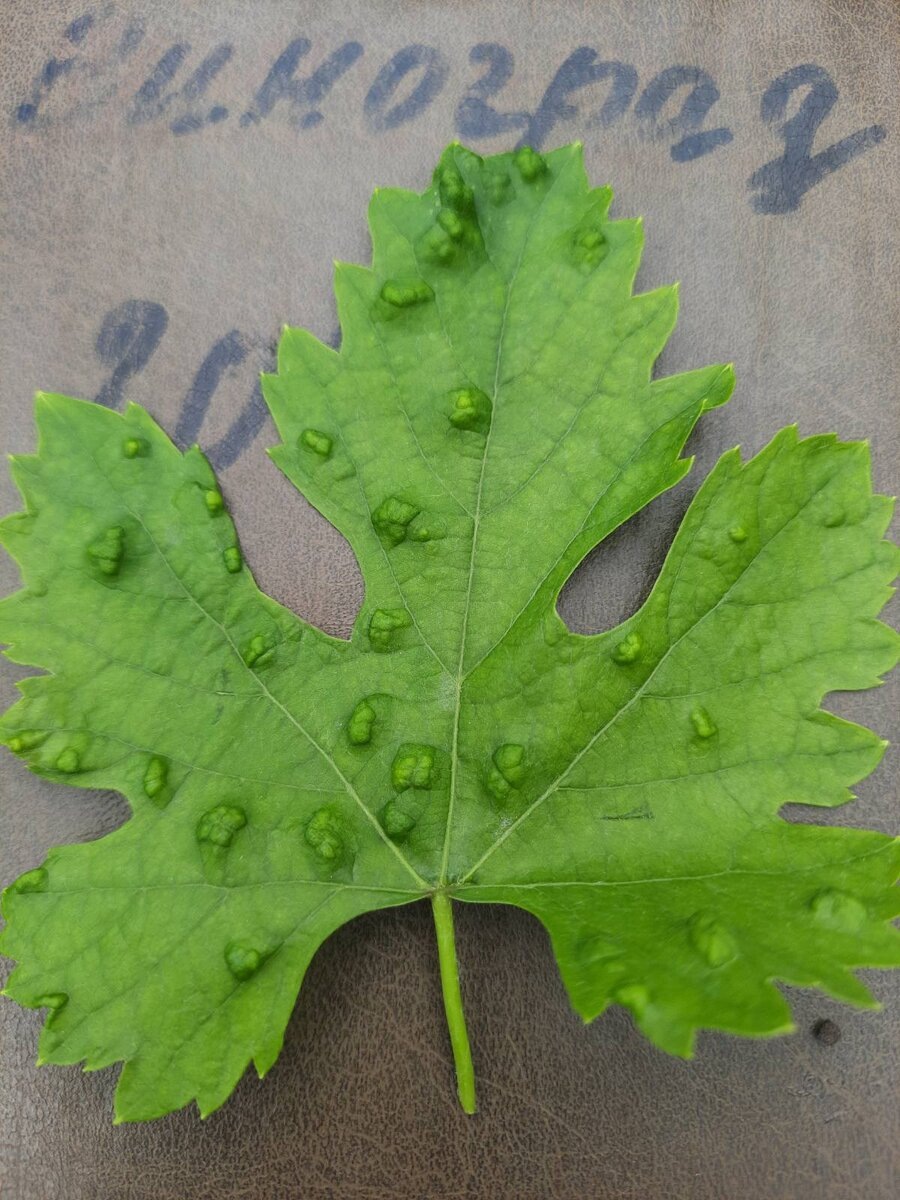 поражение винограда войлочным клещом