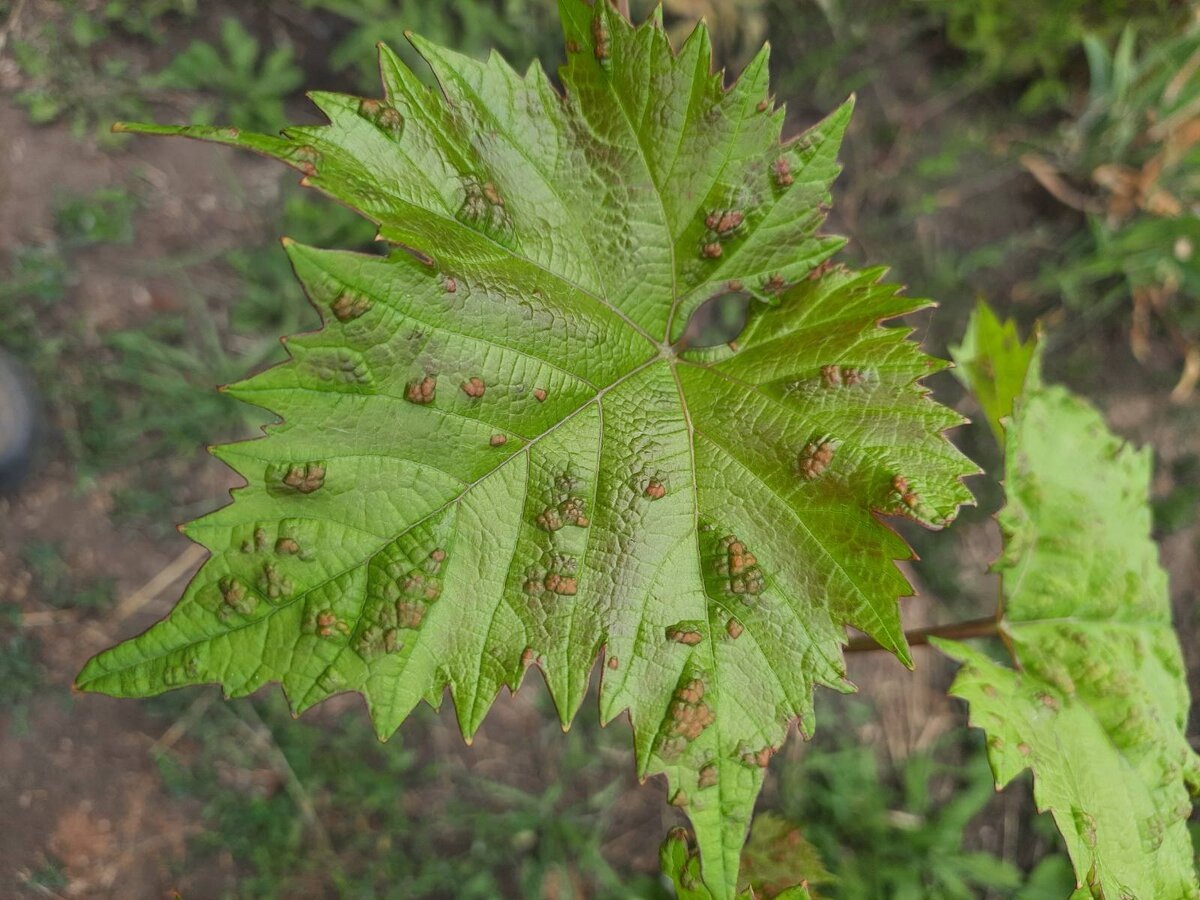 галлы на листе винограда, заселенном зуднем
