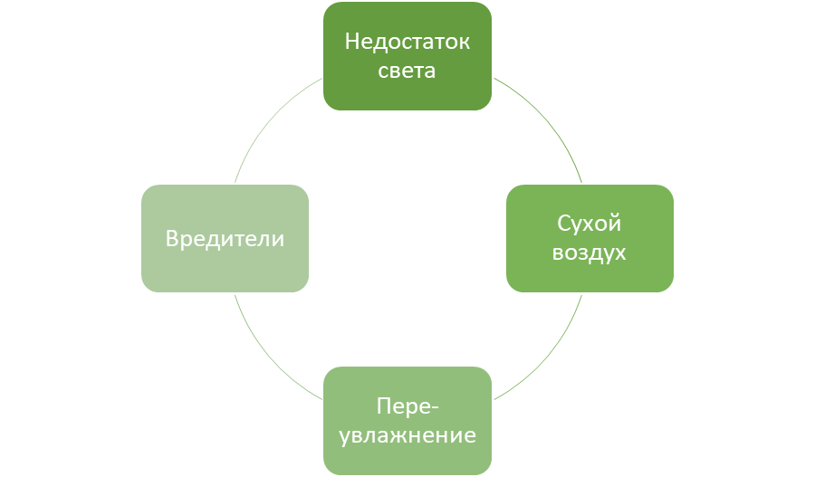 4 проблемы ухода за растениями зимой