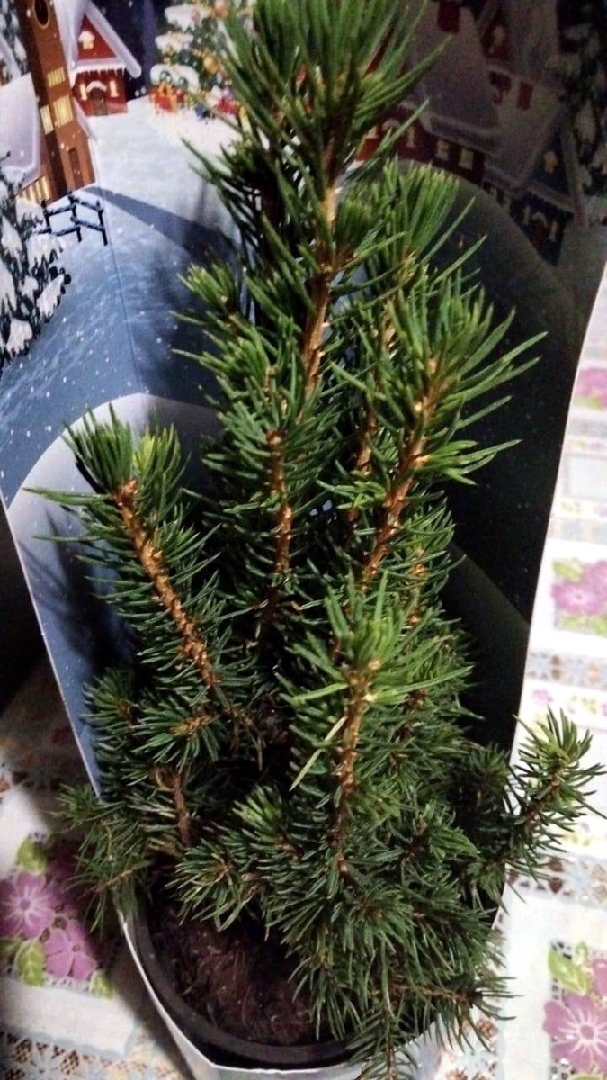 Вот он мой подарок самому себе