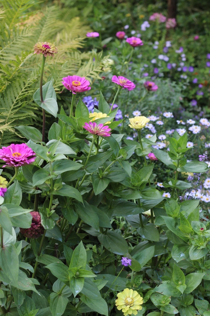 9. Циния Лавандовая, 7 фото, листайте