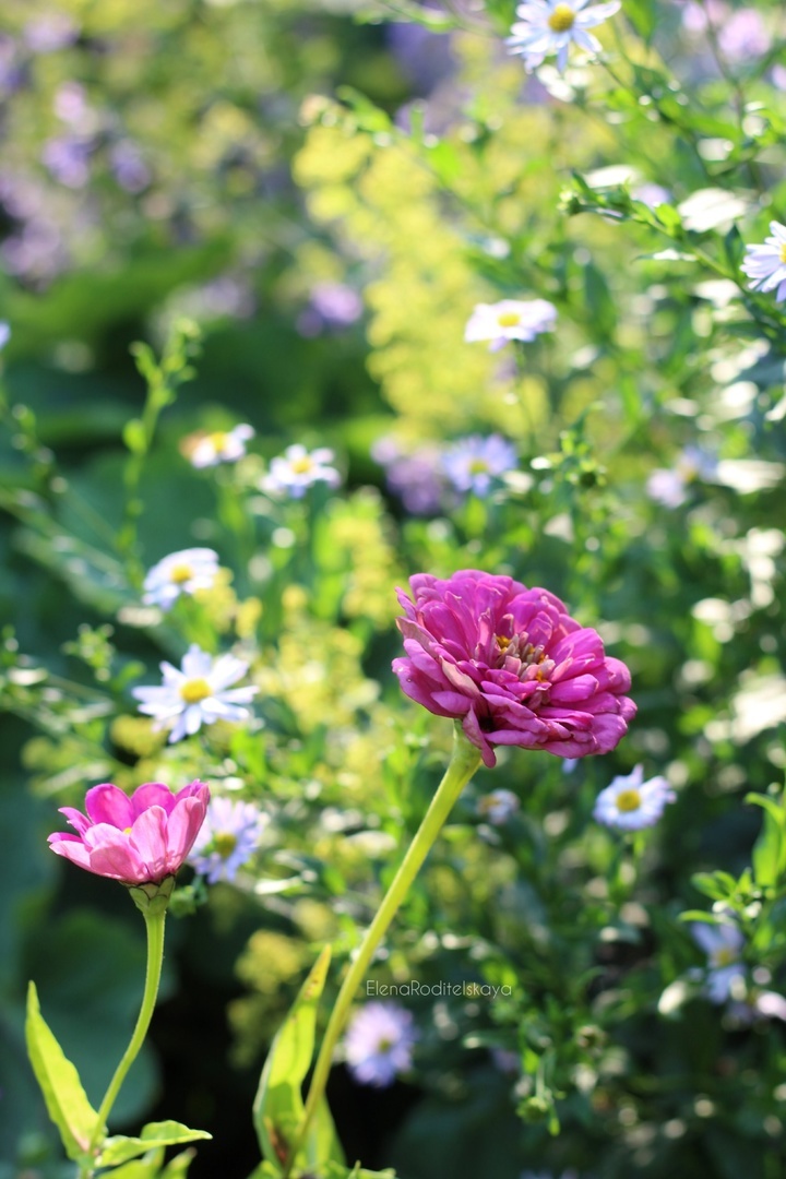 10. Циния Лавандовая с калимерисом