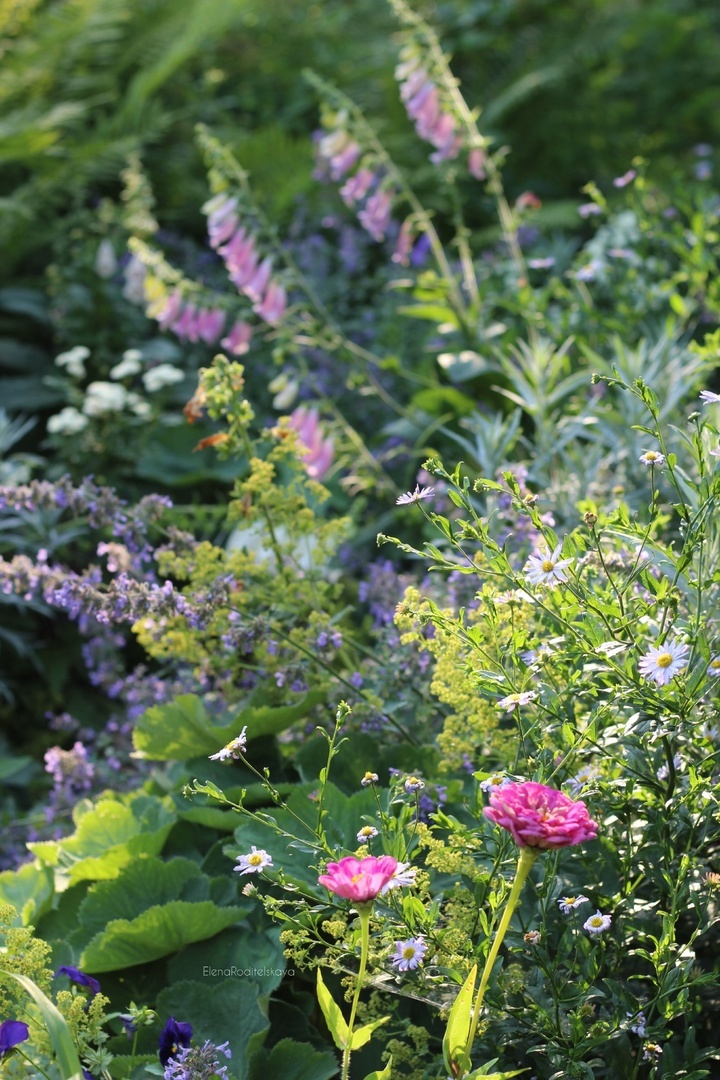 11. Циния Лавандовая. Начало цветения