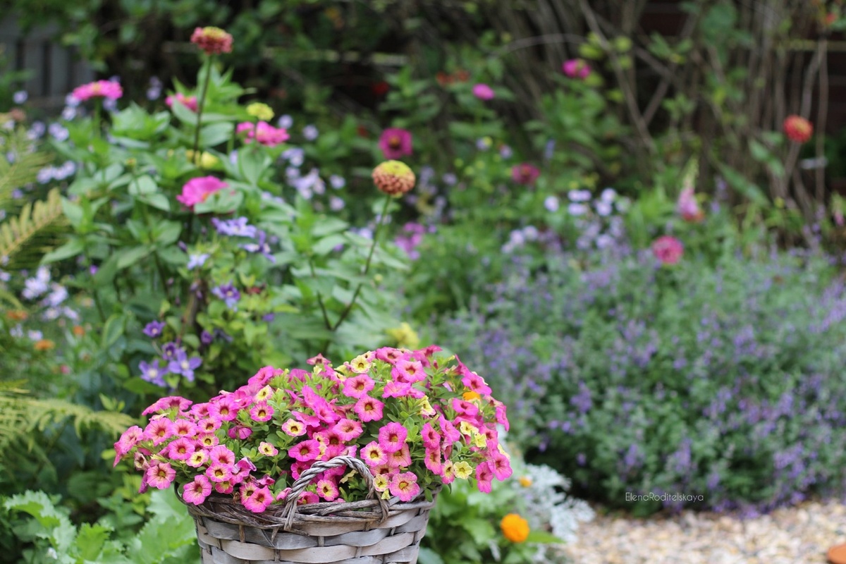 2. Цинии в цветнике