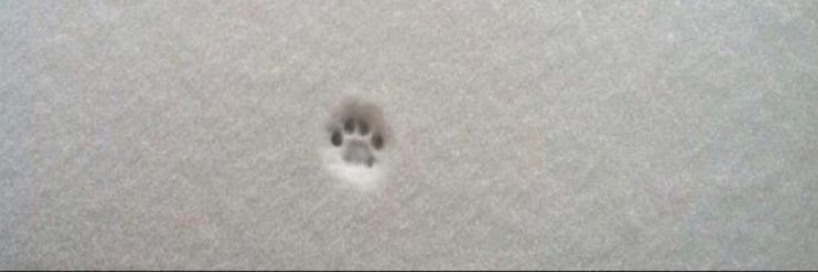 Маленький шаг 