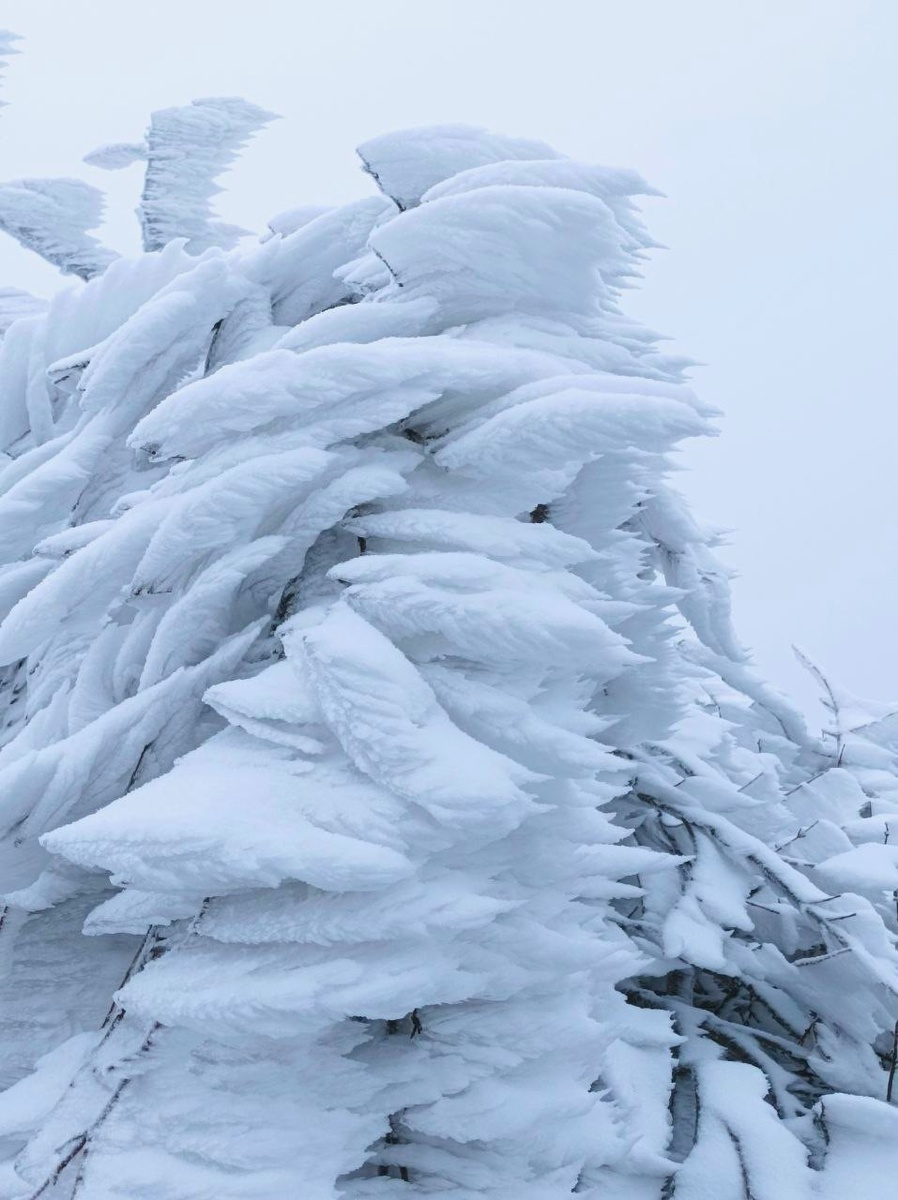 лес покрылся ледяными перьями